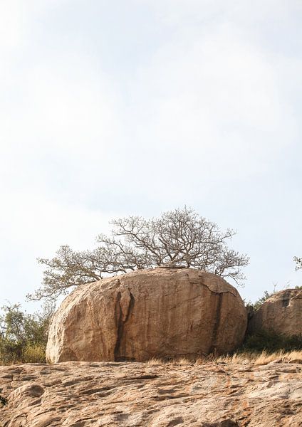 Tree on a Boulder by Shot by Clint