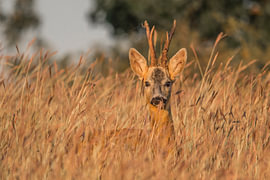 Roe Deer Hidden in Tall Grass by MedvePhotography