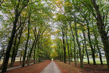 Schöne Bäume auf der Veluwe von Nel Diepstraten