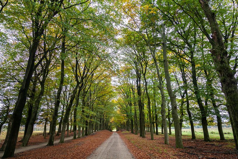 De beaux arbres sur la Veluwe par Nel Diepstraten