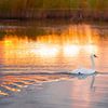 Swan at sunset by Nicky Kapel