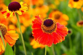 Helenium - Blumen und Pflanzen von Patty de Graaf