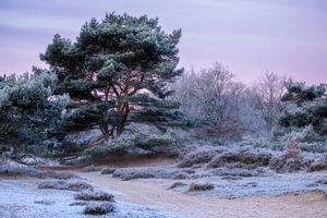 Les Zeegserduinen en hiver sur Ton Drijfhamer