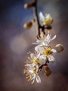 Blüte