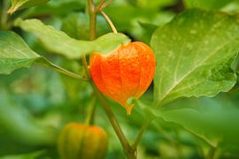 Physalis Pflanzen mit Früchten