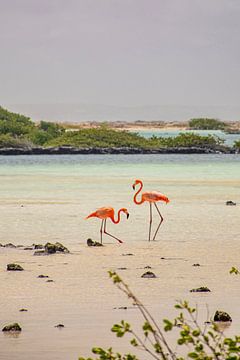 Pink flamingos on Bonaire by Bianca Kramer
