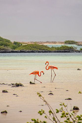 Roze flamingo's op Bonaire