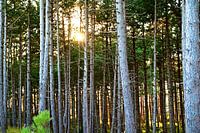 Es wird Abend im Kiefernwald