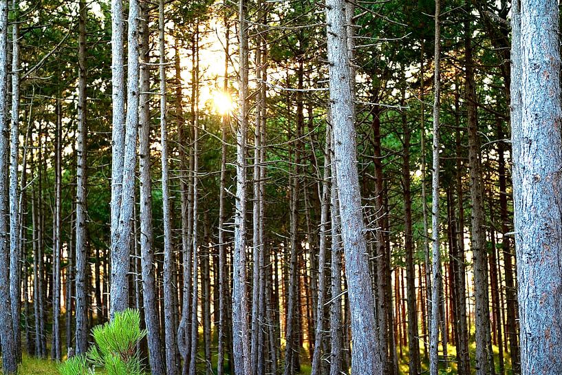 Evening falls in pine forest by Frank Mossink
