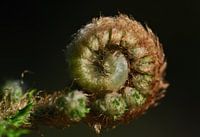 Farn spirale