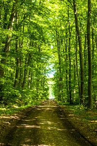 Der Waldweg