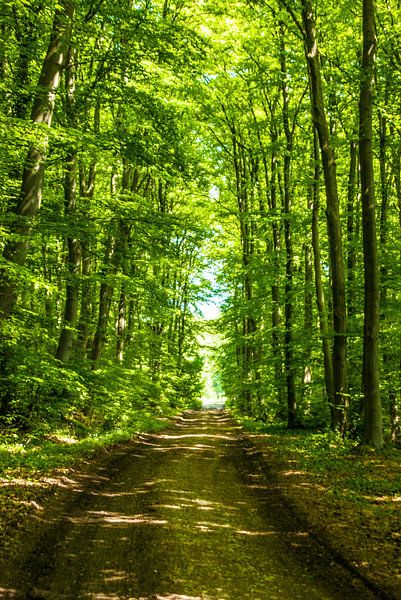 The forest path by Norbert Sülzner
