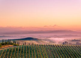 Vineyard in Tuscany