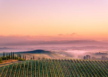Wijngaard in Toscane van Tony Buijse