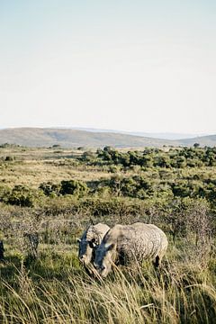 Witte neushoorns in Zuid-Afrika van Leen Van de Sande