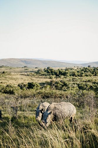 White rhinos in South Africa