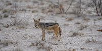 Black-backed jackal in Namibia, Africa by Patrick Groß thumbnail
