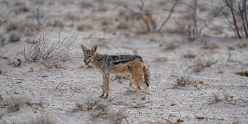 Black-backed jackal in Namibia, Africa by Patrick Groß