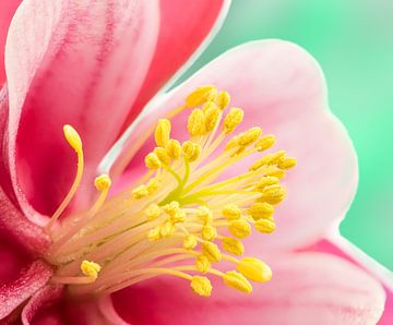 Makro einer Akelei Blüte von ManfredFotos