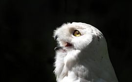 Snowy owl with black background by Aandenken in Beeld