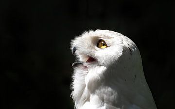 Sneeuwuil met zwarte achtergrond