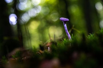 Paarse paddestoel in het groen van Fotografiecor .nl