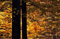 Beech trees in autumn.  by Gonnie van de Schans thumbnail