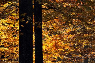 Beukenbomen in de herfst van Gonnie van de Schans