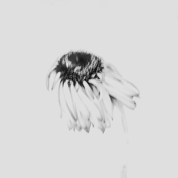 Minimalistisches Bild einer Blume in weichen Grautönen von Imaginative