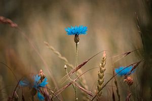 Cornflower Moody by Bild.Konserve