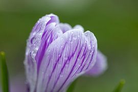 Purple crocus with drops