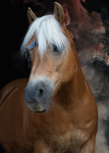 Haflinger with butterflies in pink smoke against a black background
