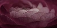 Panorama of old pink petals by Marjolijn van den Berg thumbnail
