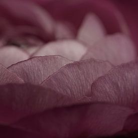 Panorama of old pink petals by Marjolijn van den Berg