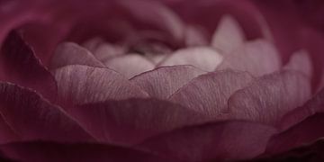 Panorama of old pink petals