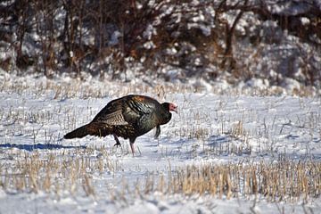 Un dindon sauvage en hiver sur Claude Laprise