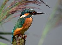 Ijsvogel tussen het riet