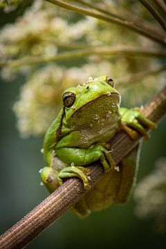 Laubfrosch von Gerrit van de Velde