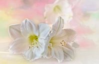 Witte Amaryllis in pastel van Ellen Driesse thumbnail
