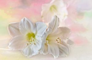 Witte Amaryllis in pastel van Ellen Driesse