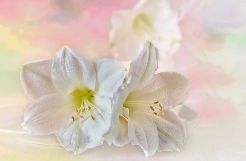 Amaryllis blanc en pastel par Ellen Driesse