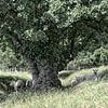 The magical tree with sheep by Babette van den Berg