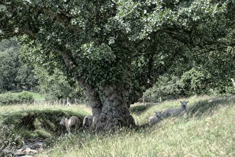 De magische boom met schapen van Babette van den Berg