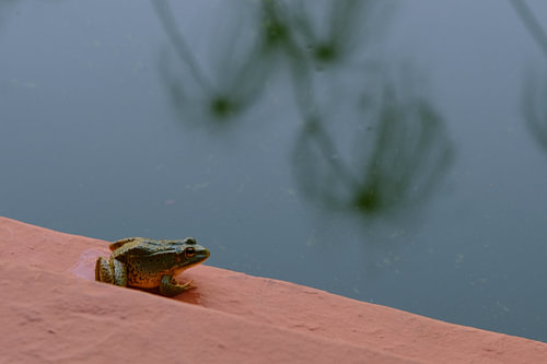 La Grenouille