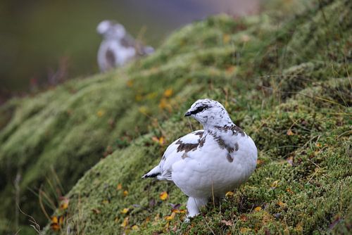 Rots Ptarmigan in de Hooglanden van IJsland