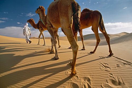 Sahara desert. Bedouin with camels