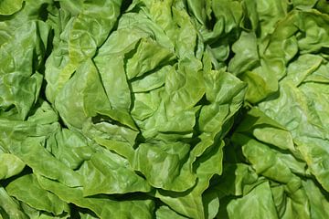 Kopfsalat als grüner Hintergrund von Ulrike Leone