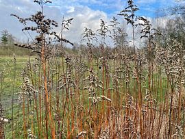 Nature by Elodi Veldman