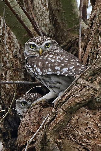 Stone owls by Laura Burgman