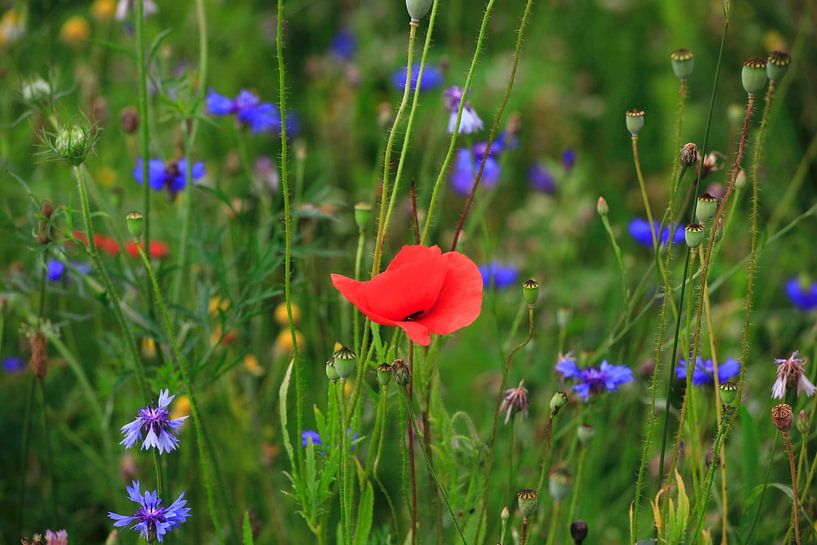 Mohnblume von Thomas Jäger